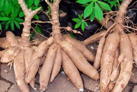 cassava processing